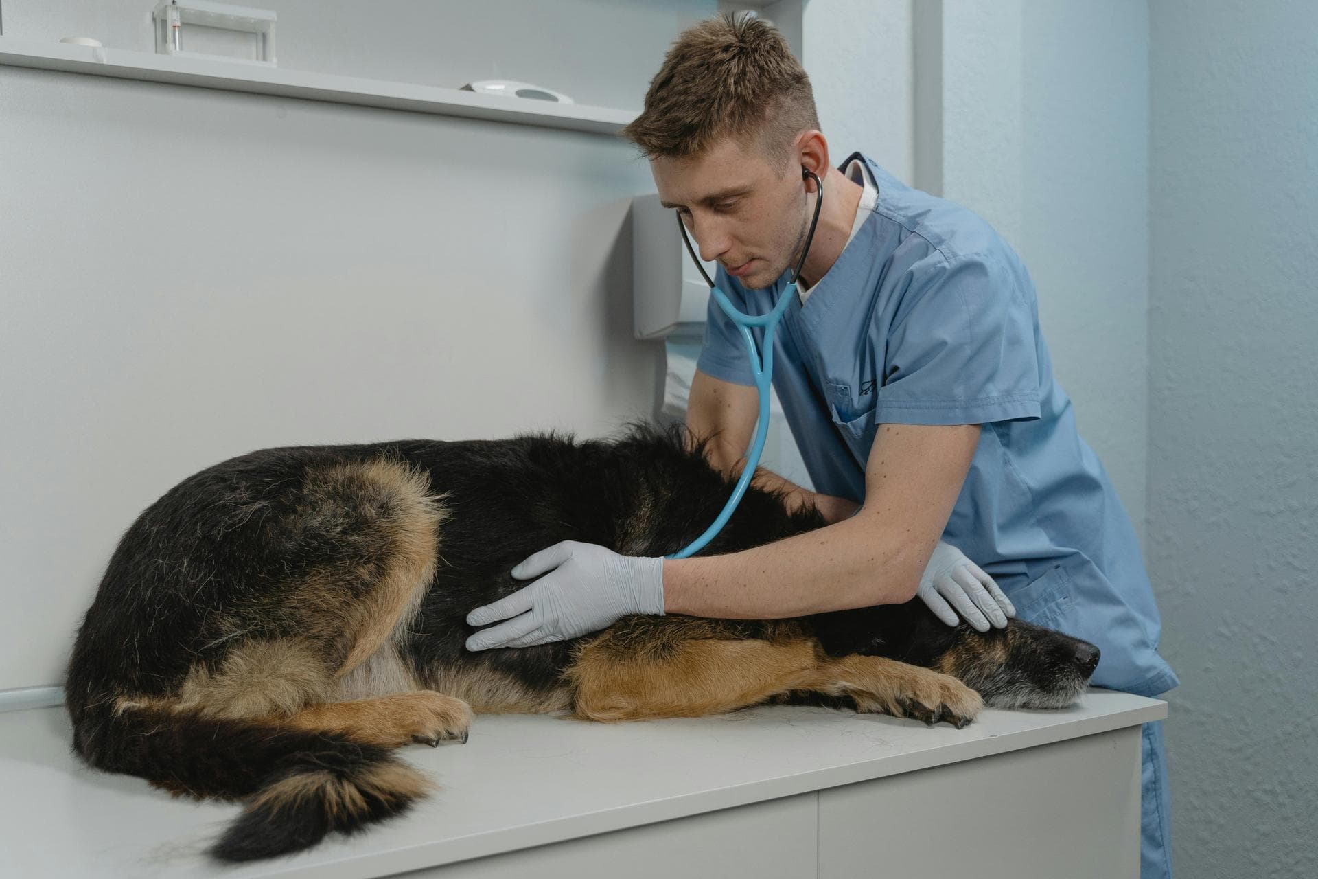 Specialist Vets in Pittsburgh